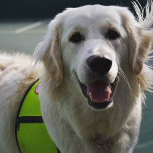 Roku, animal-assisted therapy dog with The Ohio State University’s (OSU) Aphasia Initiative.